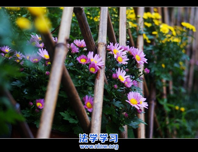 初见山奇_西西里柠檬
