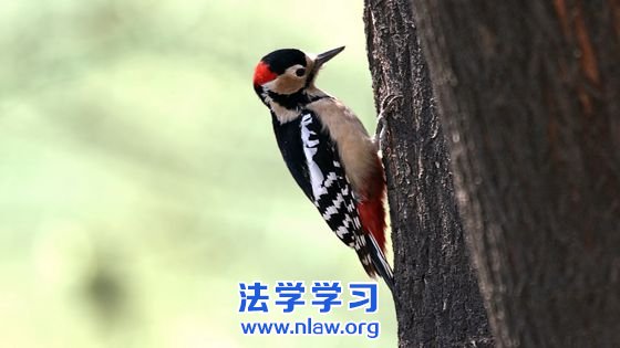 鸟地新族:“弟弟~哥哥”_断桥梅