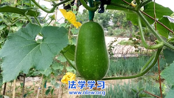 鸟地新族:“弟弟~哥哥”_断桥梅