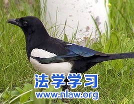 鸟地素描:喜鹊喳喳_断桥梅