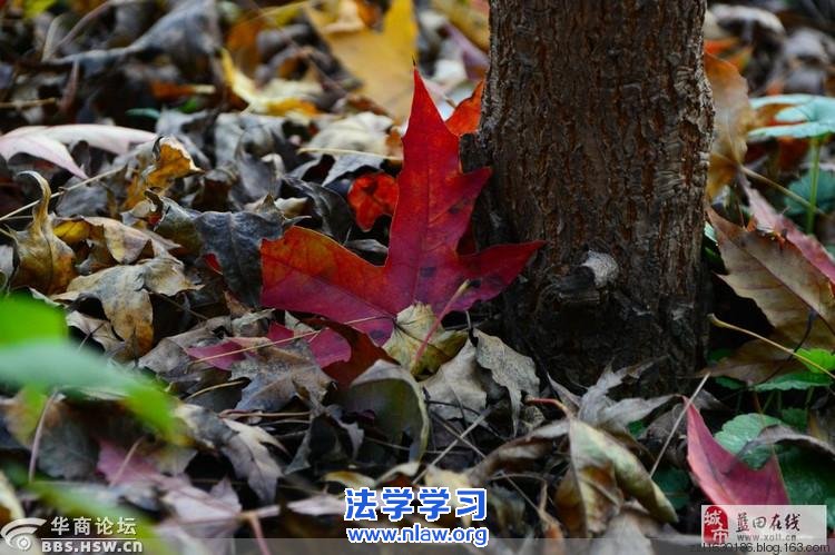 【原创】落叶叹秋_王顺山人