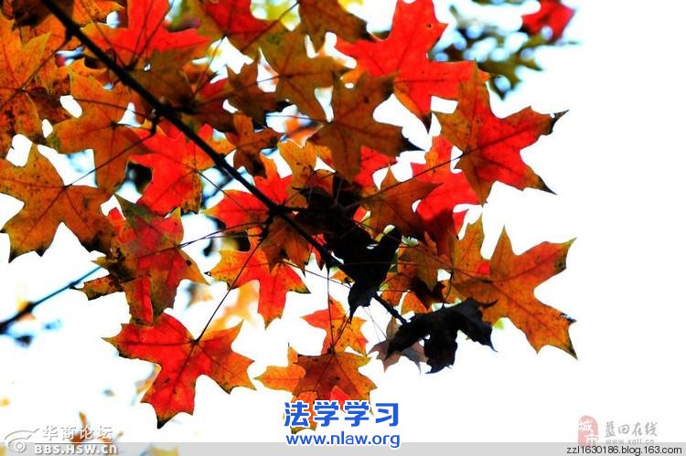 【原创】落叶叹秋_王顺山人